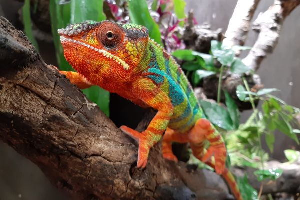 Tropical Zoo