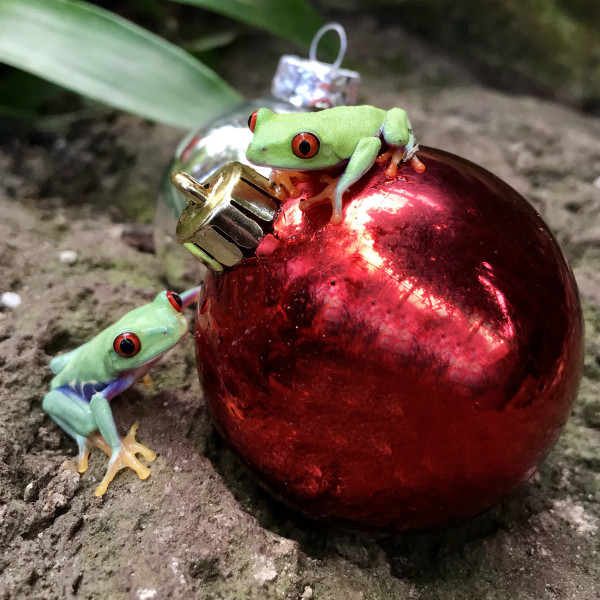 Kleurige dieren