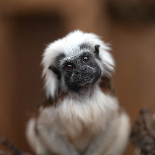 Pinché bij de Tropical Zoo