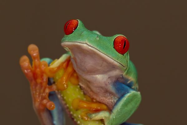 Onze dieren