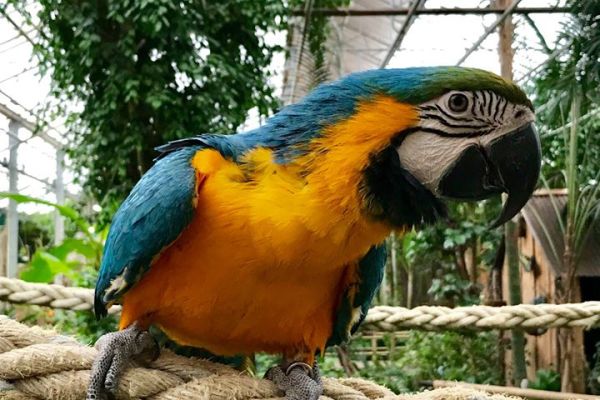 Blauwgele ara