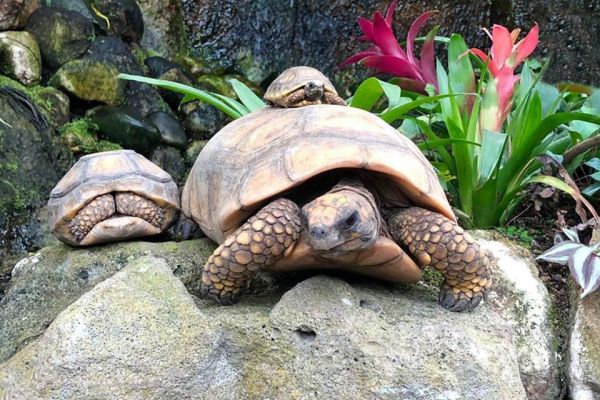 Geelpootschildpad