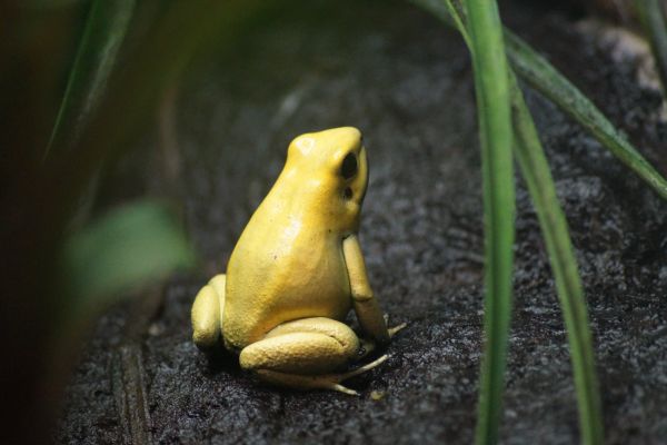 Gouden pijlgifkikker