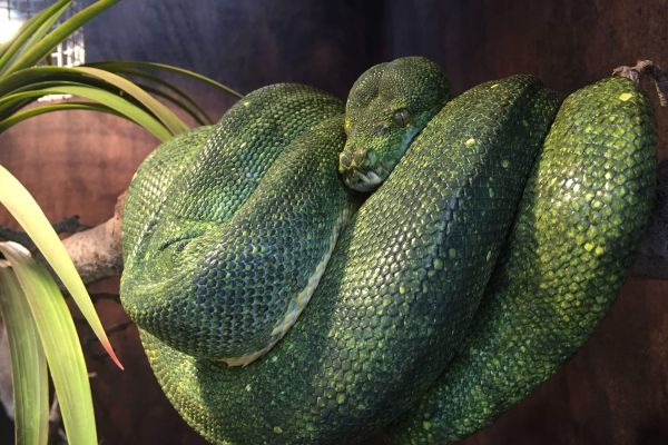 Groene boompython