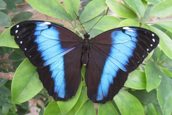 Morpho vlinder