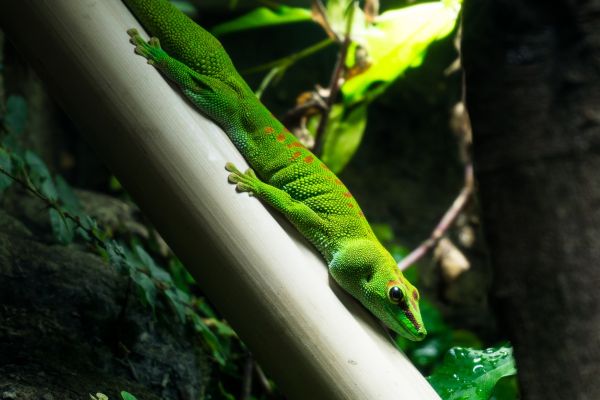Reuzen daggekko
