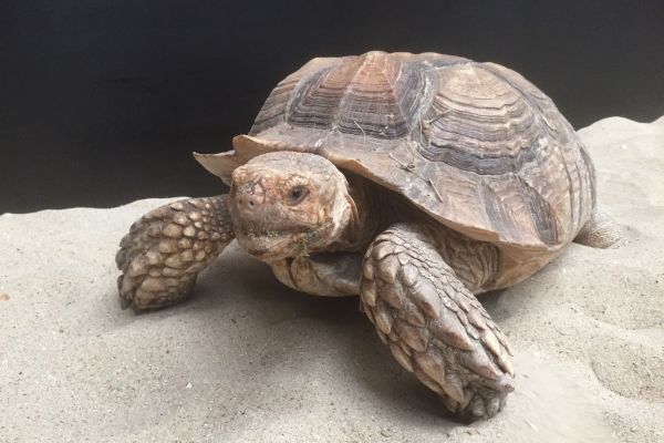 Sporenschildpad