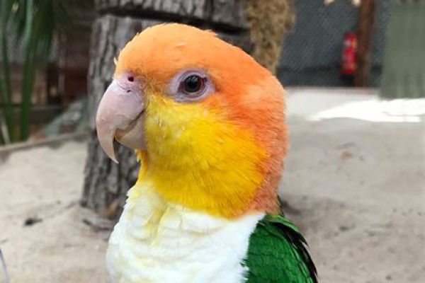 Witbuik caique