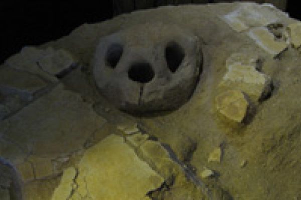 Fossiele schildpad