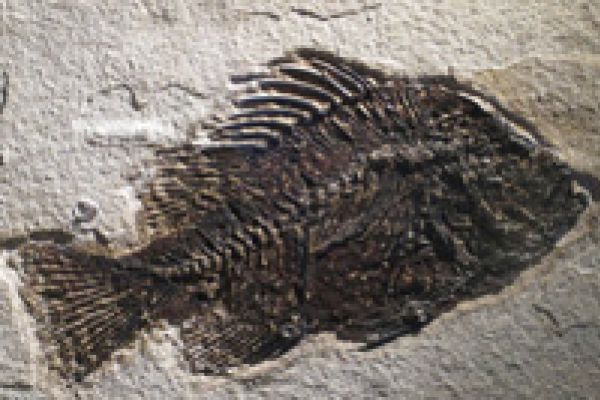Fossiele vis
