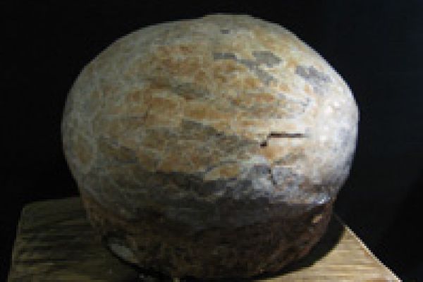Hadrosaurus ei