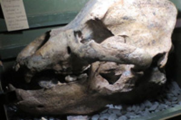 Holenbeer schedel