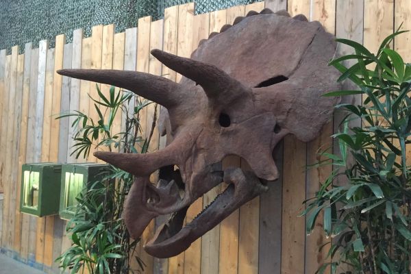 Schedel Triceratops