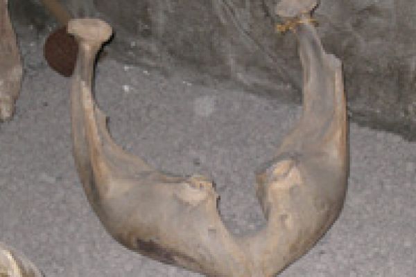 Mammoet kaak