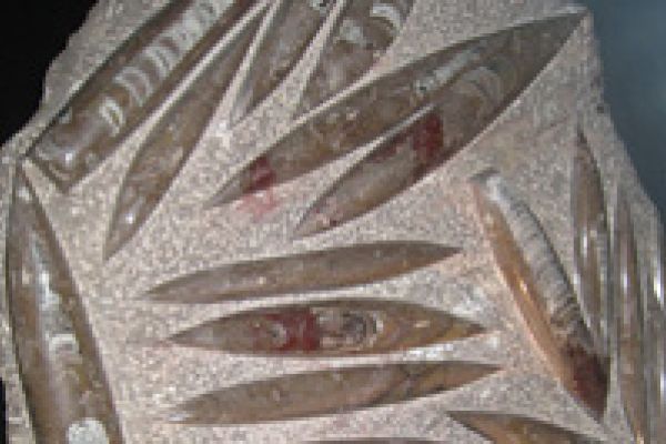 Orthocerassen