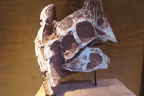 Oviraptor schedel