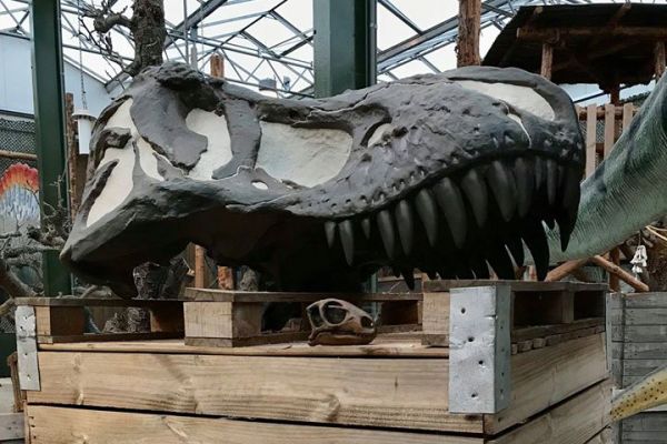 Schedel T-rex