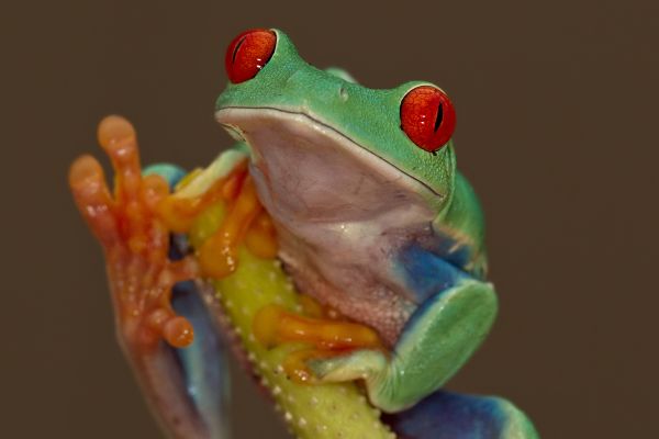Roodoog makikikker