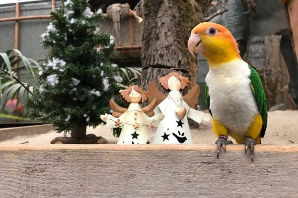 Kerst bij de Tropical Zoo 2026